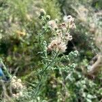 Erigeron bonariensis Цветок