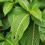 Sanchezia nobilis Folha