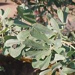 Caragana halodendron List