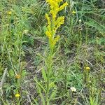 Solidago chilensis 形態