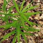 Galium aristatum Fulla