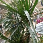 Dracaena concinna Frunză