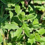 Oenothera laciniata Ліст