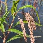 Persicaria senegalensis Flower