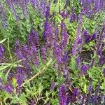 Salvia nemorosa Flower