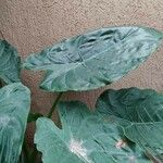 Alocasia macrorrhizos برگ