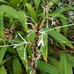 Hedychium villosum Λουλούδι