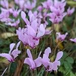 Cyclamen hederifoliumFlower