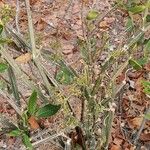 Cissus quadrangularis Feuille