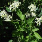 Clematis ligusticifolia Хабит