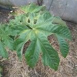 Tetrapanax papyrifer 叶