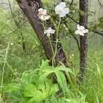 Ranunculus platanifolius Libunga