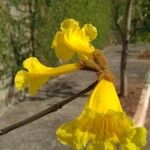 Handroanthus ochraceus Flower