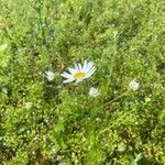 Tripleurospermum inodorumFlower