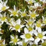 Minuartia recurva Flower