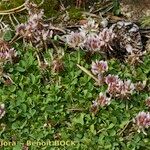 Trifolium thalii অভ্যাস