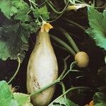 Cucurbita pepo Fruto