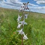 Delphinium carolinianum Žiedas