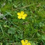 Ranunculus acris Fiore