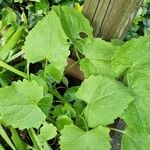 Lunaria annuaBlad