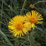 Inula salicina 花