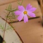 Cosmos parviflorus फूल