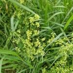 Galium × pomeranicum Цвят