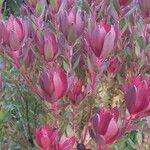 Leucadendron salignum Blad