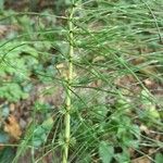 Equisetum telmateiaFrunză