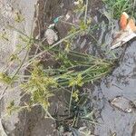 Cyperus iria Λουλούδι