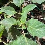 Datura metel Leaf