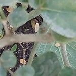 Guaiacum officinale Bark