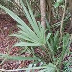 Sabal minor Leaf