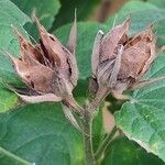 Hibiscus calyphyllus Fruit