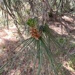 Pinus torreyana Leaf
