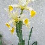 Iris orientalis花