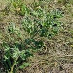 Nonea vesicaria Hoja