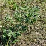 Nonea vesicaria Blatt