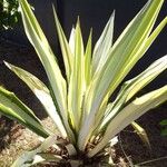 Furcraea foetida Leaf