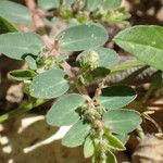 Euphorbia prostrata Folha