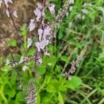 Orthosiphon rubicundus Blomst