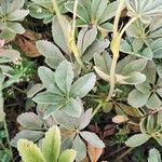 Potentilla valderia Likasa
