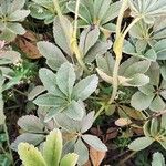 Potentilla valderia Leaf