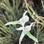 Andryala integrifolia Folha