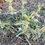 Leucas tomentosa Hoja