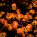 Miconia longifolia Плод