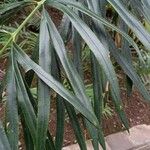 Cycas debaoensis Φύλλο