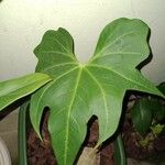 Anthurium pedatoradiatum Лист