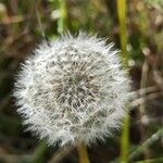 Taraxacum cucullatiforme Mbuma