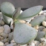 Adromischus alstonii Leaf